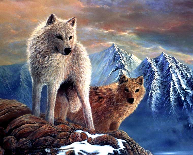 Arctic Wolves